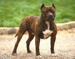 americky_staffordsirsky_terier2.jpg