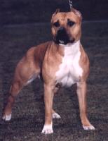 americky_staffordsirsky_terier3.jpg