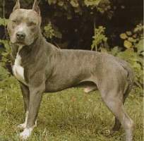americky_staffordsirsky_terier4.jpg