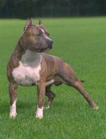 americky_staffordsirsky_terier6.jpg