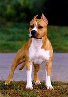 americky_staffordsirsky_terier5.jpg