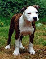 americky_staffordsirsky_terier_s3.jpg